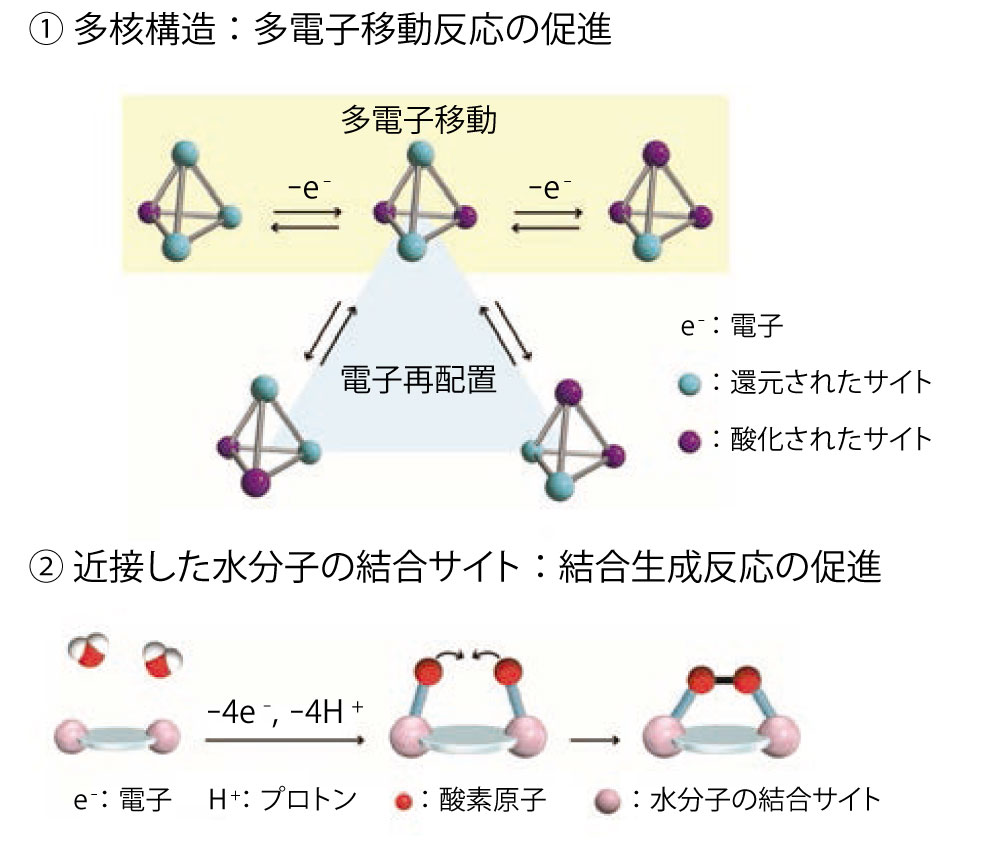 図2:鉄錯体の特徴