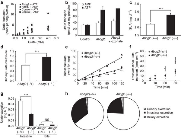Figure 3 | マウスモデルにおけるAbcg2を介した尿酸排泄
