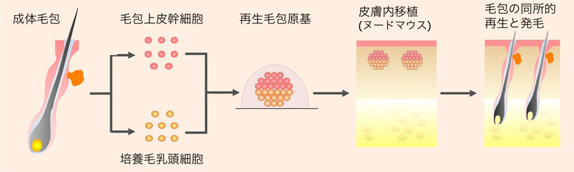 成体毛包由来細胞から作製した再生毛包原基の皮膚内移植による毛包の同所的再生