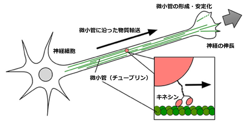 神経細胞での微小管(チューブリン)の役割