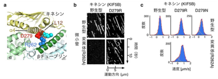 キネシンの変異による、変異チューブリン上での運動異常の回復