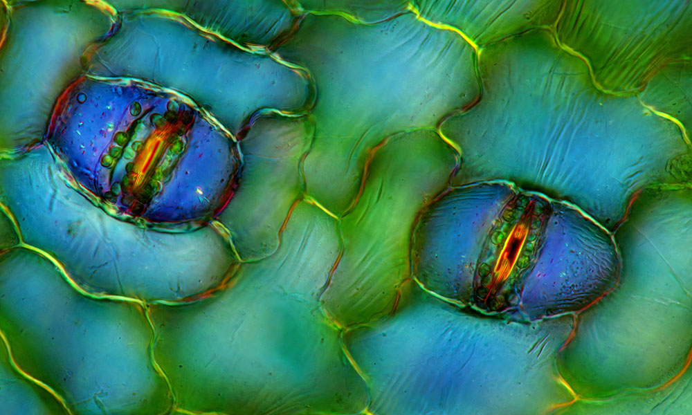 Latest Feature of the month