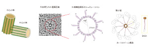 中心体は,ほとんどの动物细胞に含まれており,光学顕微镜では小さな点