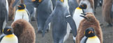 野生ペンギンのバンド装着に対する問題提起