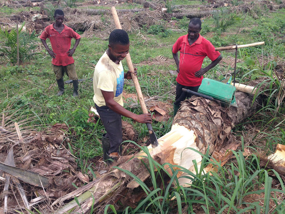 ガーナ共和国、Dabalaの小規模サトウキビ加工業者