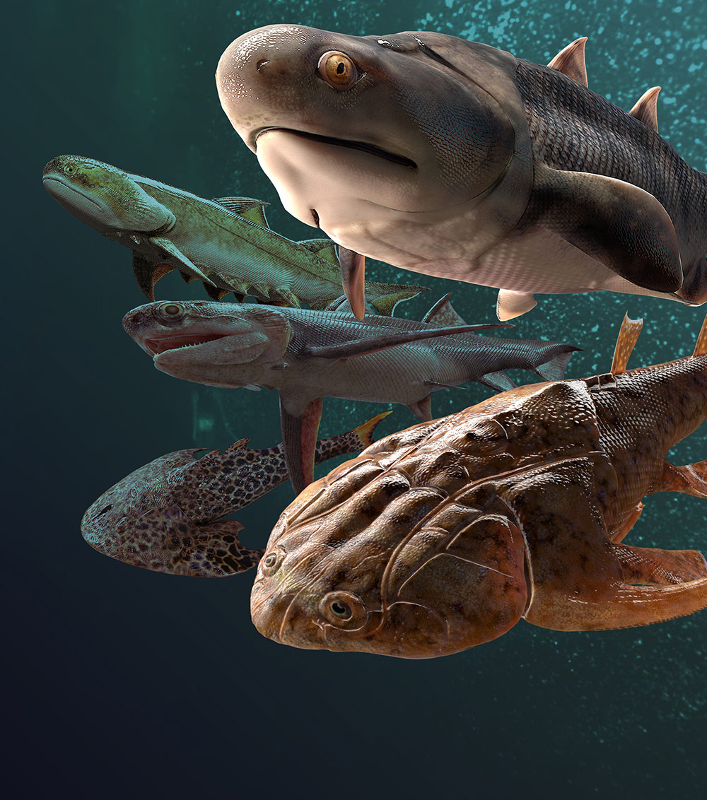 歯と顎：シルル紀の化石層によって明らかになった初期の有顎脊椎動物の起源と多様性
