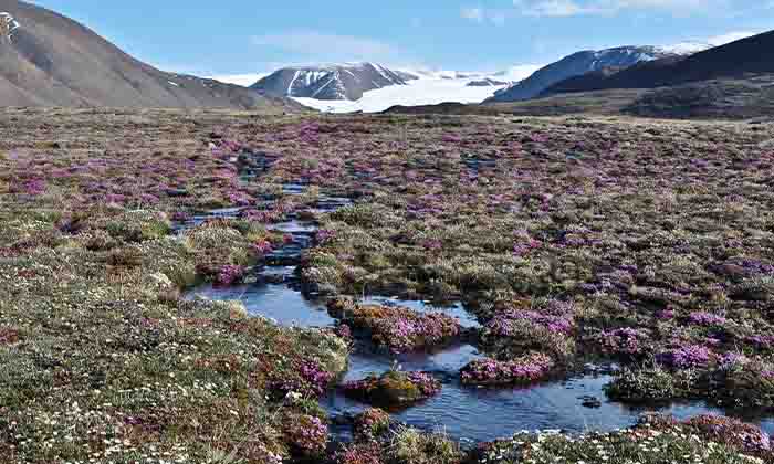 北極域の植物多様性に対する温暖化の影響
