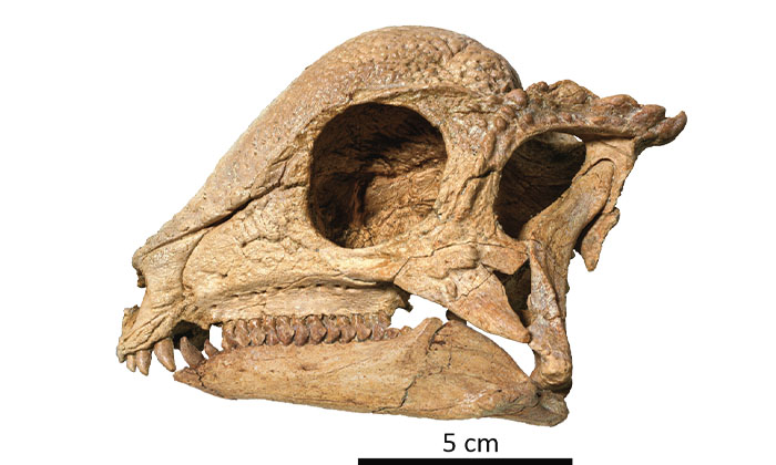 最古のパキケファロサウルス類が明らかにするドームの初期進化