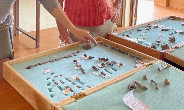 パラントロプス・ボイセイの手の特徴