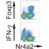 核内オーファン受容体Nr4a2はFoxp3を誘導し、CD4+ T細胞の分化を調節する