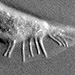 線虫（C.elegans）において、セマフォリンによってTORの結合相手はRictorからRaptorに切り替わる