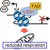 FAD依存性リシン特異的デメチラーゼ1は細胞内エネルギー消費を調節する