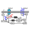 抑制性シナプス可塑性を動的に制御するCa2+信号の時間的文脈