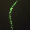 Caenorhabditis elegans（線虫）を宇宙で飼育したときに発現が抑制された遺伝子群は寿命の制御に関与している