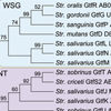 ミュータンス菌におけるう蝕病原性の進化：グリコシルヒドロゲナーゼファミリー70遺伝子の水平伝播
