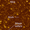 膜内KcsAカリウムチャネルの開ゲート構造を細胞質側から見る