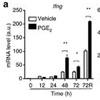 プロスタグランジンE2は、サイクリックAMPとPI3キナーゼによりインターロイキン12シグナルを相乗的に増幅してTh1細胞分化を促進する