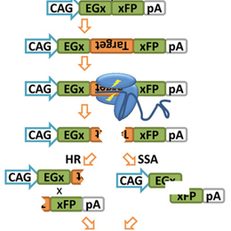 Cas9および単一ガイドRNAを発現する環状プラスミドの前核注入による変異マウスの作製