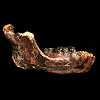台湾で初めて見つかった古代型ホモ属の人類化石