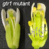 ジャスモン酸応答性GTR1輸送体はシロイヌナズナ（Arabidopsis ）でのジベレリンを介した雄ずいの発達に必要である