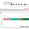 ゼブラフィッシュにおけるCRISPR/Cas9システムを用いた外来遺伝子の精巧なゲノム挿入法