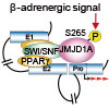 シグナルを感知する足場タンパク質JMJD1Aは、SWI/SNFとの結合によって急速に動的クロマチン変化を誘導し、熱産生を調節する