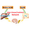肝臓でのアミノ酸/mTOR/S6K依存的シグナル伝達経路は神経シグナルを介して全身での脂質代謝を調節する