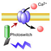 遺伝的にコードされたBACCSタンパク質を使って細胞内Ca2+シグナルを光によって生成させる