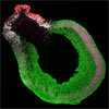 ヒト胚性幹細胞由来の自己組織化する背内側終脳組織からの機能的な海馬神経細胞の生成