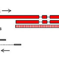 ヒト細胞においてSINEUPとして機能するアンチセンス長鎖ノンコーディングRNAを同定