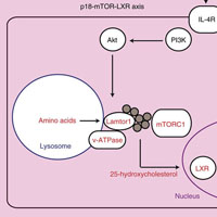 M2マクロファージへの活性化には、サイトカインシグナルとアミノ酸シグナルを統合するLamtor1が必要である