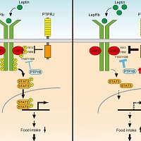 PTPRJはレプチンシグナル伝達を阻害し、また視床下部でのPTPRJの誘導はレプチン耐性が生じる原因である