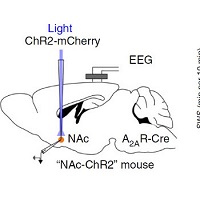 マウスの徐波睡眠は側坐核コアの一群のニューロンによって制御される