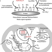 システイン tRNA 合成酵素はシステインポリスルフィド生成とミトコンドリアのエネルギー産生をコントロールしている