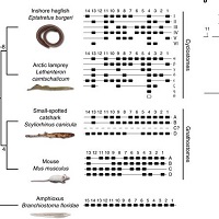 ヌタウナギとヤツメウナギのHox遺伝子から脊椎動物における時間的共線性の保存が明らかになる