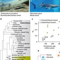 サメ類のゲノム解析がもたらした板鰓類の進化と脊椎動物の起源に関する手掛かり