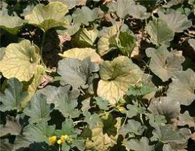 
Cucurbit yellow stunting disorder virus in melon, a member of the virus's host family,  Cucurbitaceae.
