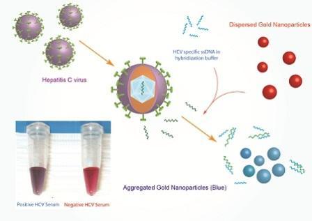 
Gold nanoparticles aggregate around the HCV RNA, changing colour from red to blue.
