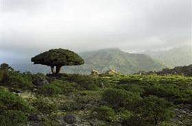 
The Dragon Blood Tree is native to Socotra. It gets its name from the red sap that the trees produce, which was used in the past by the locals for healing.
