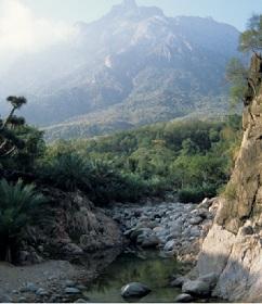 
Socotra island has been called 'the most alien-looking place in the world' due to its unique vegetation.
