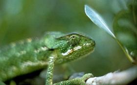 
Over 90% of the reptiles found on Socotra are not found anywhere else in the world.
