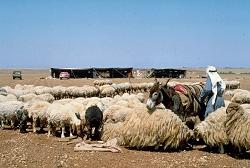 
A farmer tending to his livestock.
