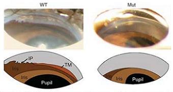 
Goniophotographs of wild-type and mutant angles with corresponding schematic diagrams. Key angle structures, the iris process (IP) and lightly pigmented trabecular meshwork (TM), are clearly visible in wild-type eyes. Because the iris prevents viewing of the angle, these structures were not visible in any mutant eyes.
