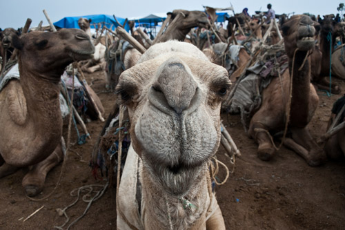 Transmission of MERS can happen in the absence of direct contact with infected camels.