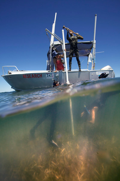 Seagrass meadows can store carbon for thousands of years, but global warming is changing this. 