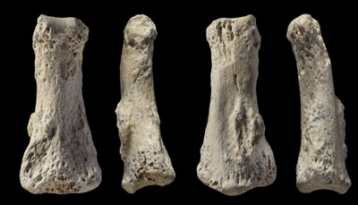 Fossil finger bone of Homo sapiens from the Al Wusta site, Saudi Arabia.