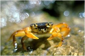 
Socotran freshwater crab,  Socotrapotamon socotrensis  is an example of the unique species that evolved on Socotra
