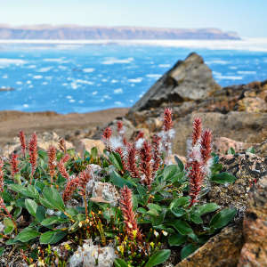 Plant trait measurements were obtained from Alexandra Fiord on Ellesmere Island, Canada, in addition many other sites.