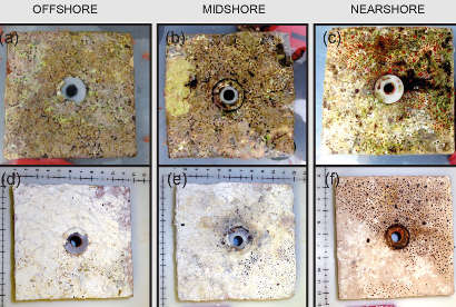 Freshly collected limestone blocks (a, b, c) were recovered after 30 months of deployment. They were bleached and dried (d, e, f). Erosion by endolithic sponges is visible in blocks from near- and midshore reef sites. Blocks from mid- and offshore reefs are covered with carbonate crusts from coralline algae.