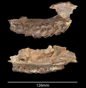 The fossils were recovered from the Ti’s al Ghadah site.